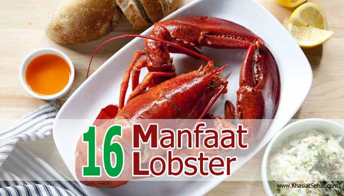 16 Manfaat Lobster untuk Kesehatan & Efek Sampingnya - Khasiat Sehat