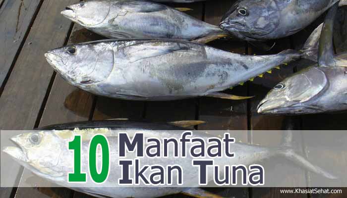 Manfaat Ikan Tuna