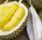 10 Khasiat dan Manfaat Durian Untuk Kesehatan - Khasiat Sehat