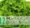 Manfaat daun selada untuk kesehatan