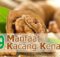 9 Manfaat Kacang Kenari untuk Kesehatan - Khasiat Sehat