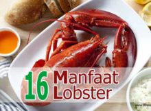 16 Manfaat Lobster untuk Kesehatan & Efek Sampingnya - Khasiat Sehat