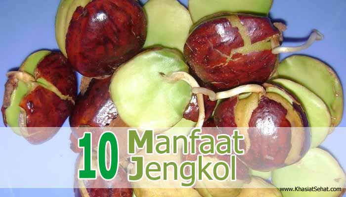 manfaat jengkol  kesehatan efek sampingnya