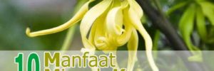 10 Khasiat Minyak Kenanga untuk Kesehatan