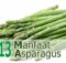 Manfaat Asparagus