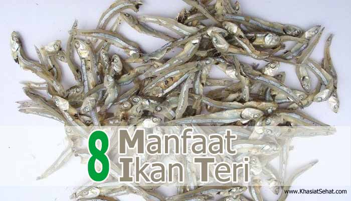 Manfaat Ikan Teri