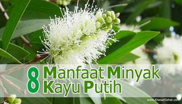 8 Manfaat Minyak  Kayu Putih untuk Kesehatan Khasiat  Sehat