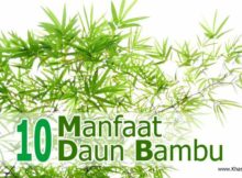 Manfaat Daun Bambu