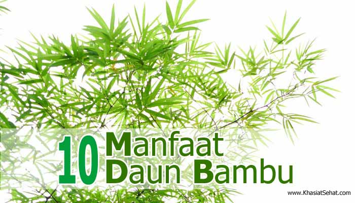 10 Manfaat  Daun  Bambu untuk Kesehatan Khasiat Sehat