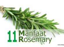 Tanaman Rosemary