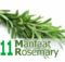 Tanaman Rosemary