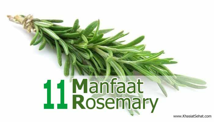 Tanaman Rosemary