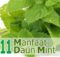 Manfaat Daun Mint