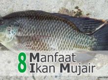 Manfaat Ikan Mujair