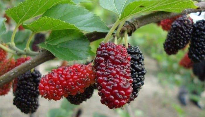 manfaat buah murbei  mulberry  kesehatan