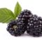 Manfaat Buah Blackberry