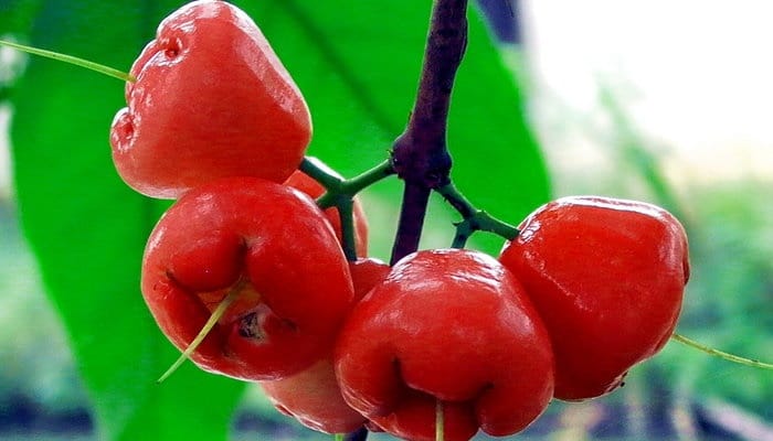Manfaat Jambu Air