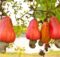 Manfaat Jambu Mete