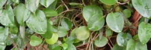 27 Khasiat Daun Binahong untuk Kesehatan