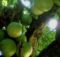 Manfaat Buah Maja