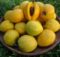 Manfaat Buah Alkesa