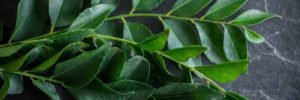 13 Manfaat Daun Kari untuk Kesehatan