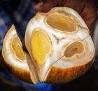 manfaat buah siwalan