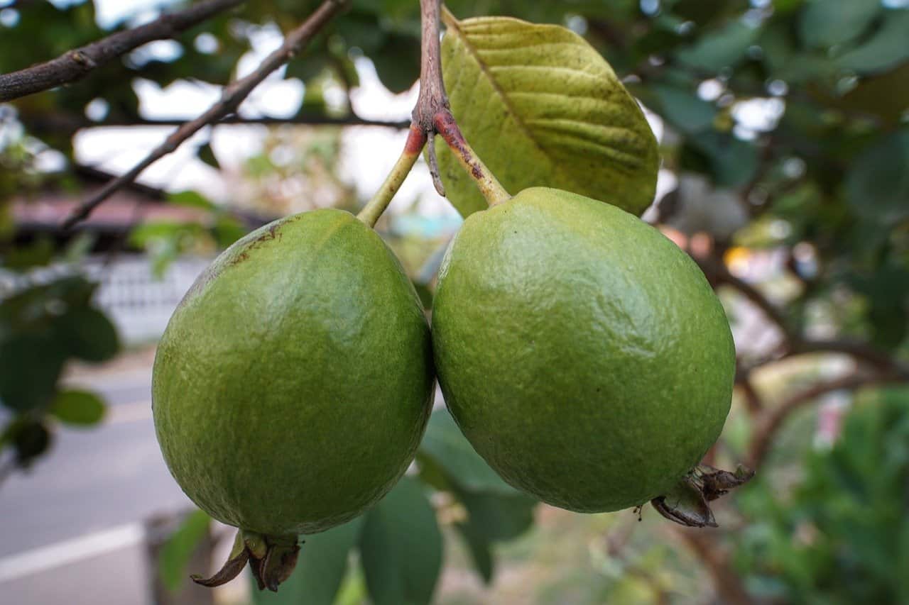  gambar  buah  buahan jambu  biji KhasiatSehat com