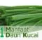Manfaat Daun Kucai