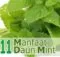 Manfaat Daun Mint