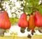 Manfaat Jambu Mete