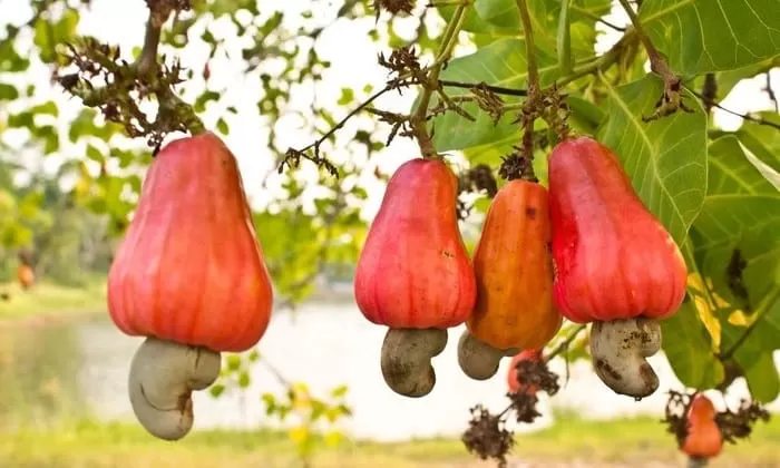 Manfaat Jambu Mete