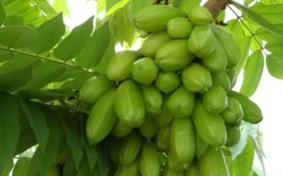 8 Khasiat Belimbing Wuluh untuk Wajah dan Kecantikan