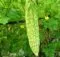 Manfaat Daun Pare