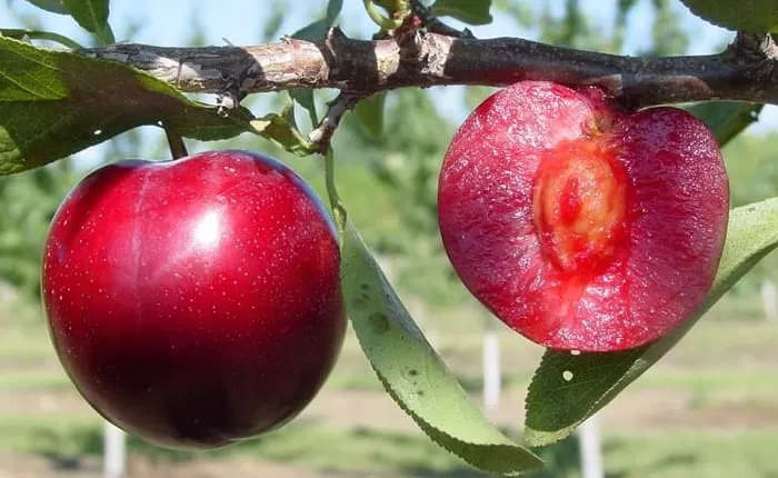 Manfaat Buah Plum Merah