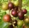 Manfaat Buah Rukem
