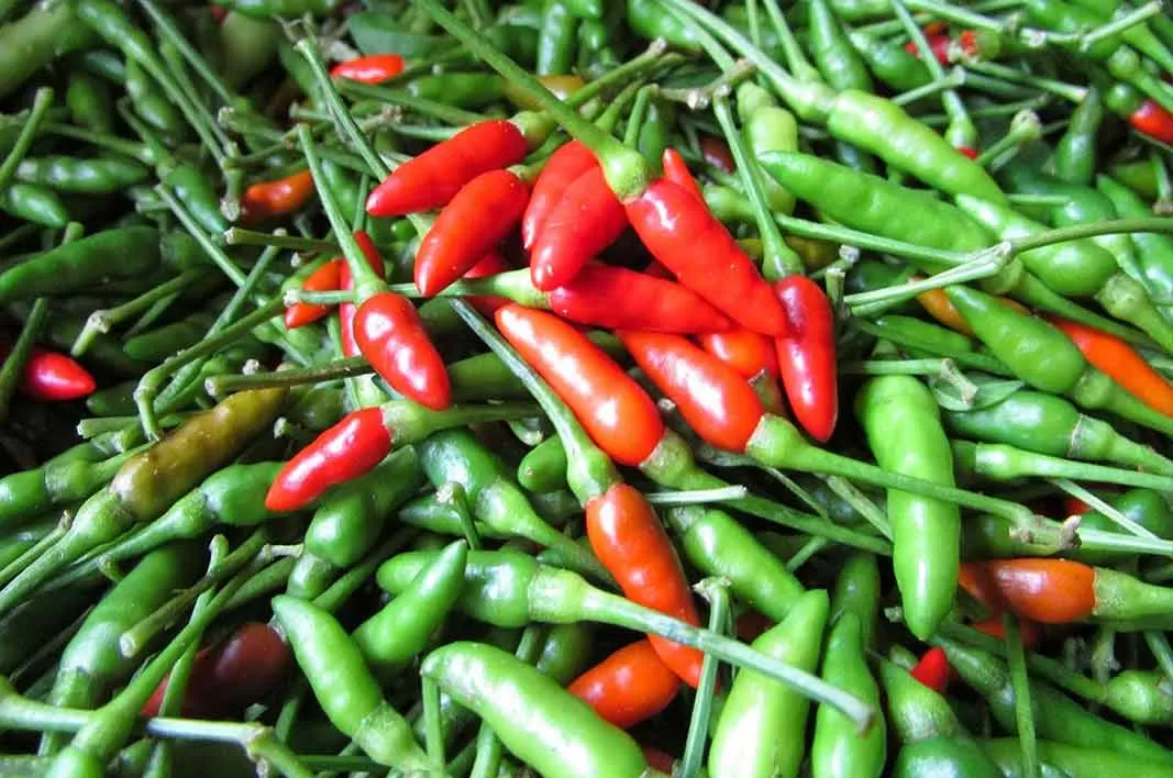 10 Manfaat Cabe Rawit untuk Kesehatan - KhasiatSehat.com