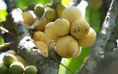 6 Manfaat Buah Kokosan untuk Kesehatan dan Efek Sampingnya