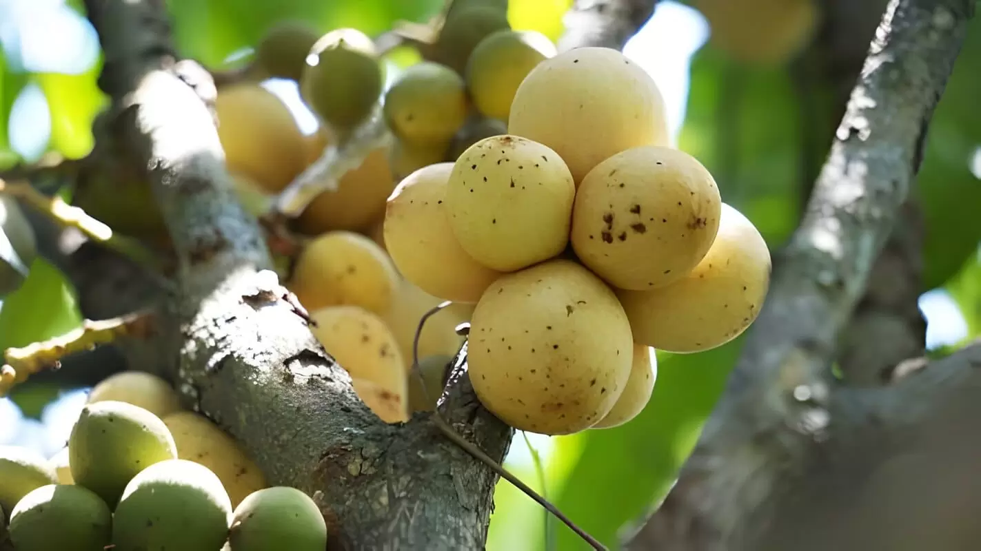 6 Manfaat Buah Kokosan untuk Kesehatan dan Efek Sampingnya